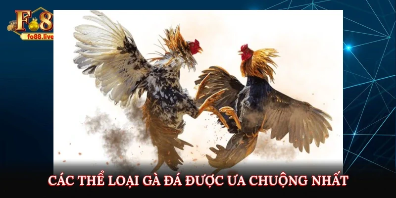 Chi tiết luật chơi cơ bản trong đá gà Thomo trực tiếp